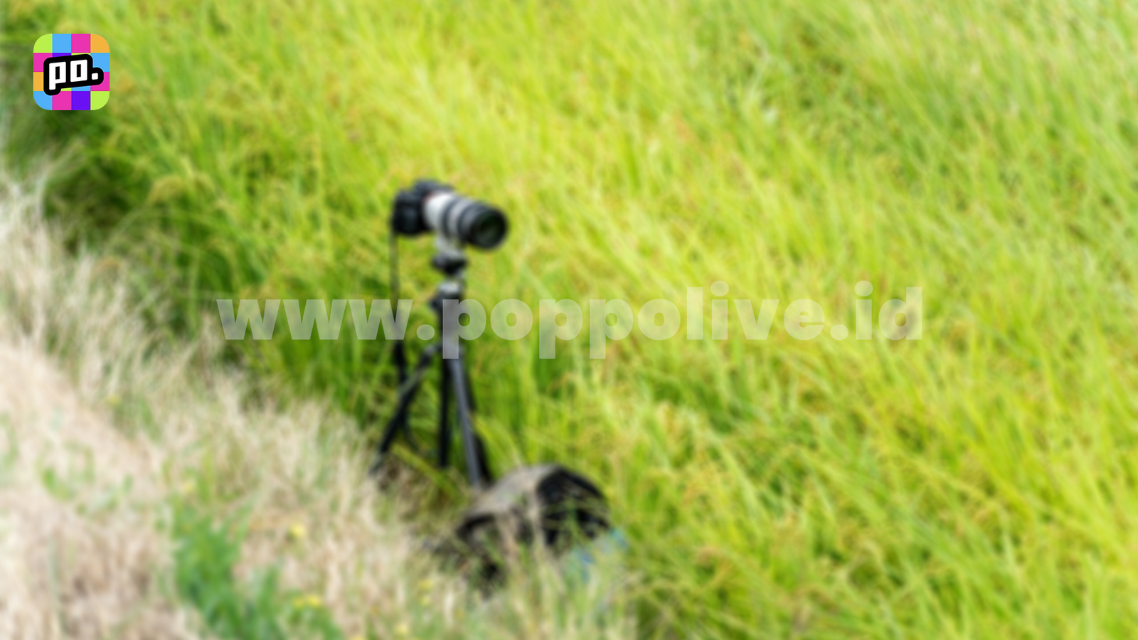 When to Do Outdoor Streams as Poppo Live Hosts